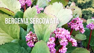 Bergenia sercolistna sercowata  piękna bylina do półcienia pielęgnacja uprawa rozmnażanie❤️ [upl. by Frodin]