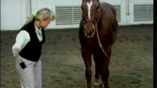 Horse Conformation Evaluating Overall Conformation part 1 [upl. by Freddie]