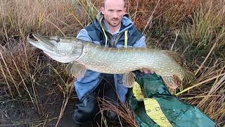 Brochet 109 cm raté à la Miuras  pris à la 4d Line thru trout en 30 cm [upl. by Kipper]