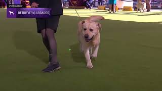 Retrievers Labrador  Breed Judging 2024 [upl. by Soiritos]