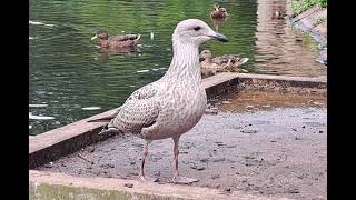 Seagull youngster interacting with other birds [upl. by Gosser708]