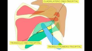 Miologia de miembros superior 2 [upl. by Springer]