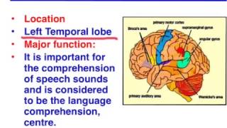 Brocas area vs Wernickes area  VCE Psychology [upl. by Mandler892]