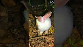 🍂🐇 rabbits rabbitliferabbitry raisingrabbits petlovers petlover petlove youtubeshorts night [upl. by Appel]