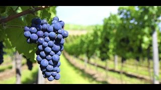 LA VID Historia del vino [upl. by Burrill]