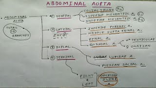 Abdominal Aorta Branches  Part 1  Anterior Posterior Medial and Terminal Branches [upl. by Aimil]