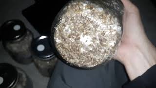 mushrooms colonizing grain spawn jars [upl. by Xaviera]