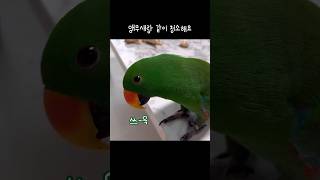 지구 앵무새랑 같이 청소해요  입으로 청소하는 앵무새  갑자기 개인기가 생겼네  broom sounding parrot [upl. by Gavin]