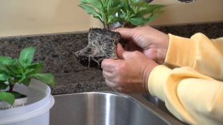 How to Care for Your Sunpatiens Plants Once They Arrive in the Mail [upl. by Atsylak]