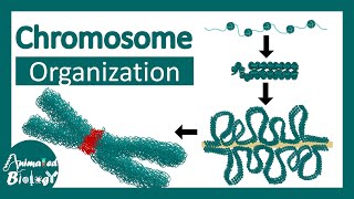 Chromosome structure  Chromatin organization  3D chromatin  levels of organization in chromosomes [upl. by Fabrienne536]