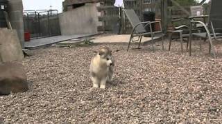 Alaskan Malamute Howling [upl. by Ibed]