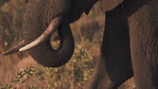 African elephant eating grass with prehensile trunk in stock footage  Premium Video Footage  4K [upl. by Ecnarual]