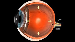 How to reactivate the optic atrophy caused by glaucoma [upl. by Anirec]