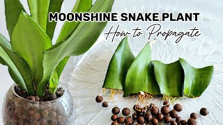 How to Propagate Moonshine Snake Plant  Easiest Method of Propagation by Leaf [upl. by Ocnarfnaig506]