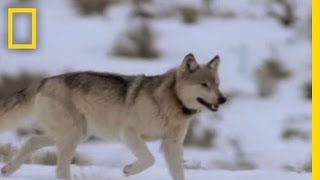 Wolf Hunting Tactics  National Geographic [upl. by Hoehne]