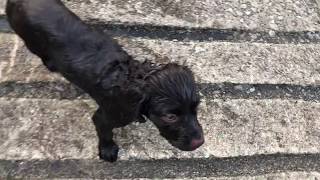 3 Month old Boykin Spaniel First water retrieve [upl. by Kalindi233]