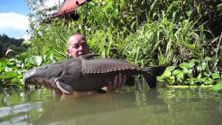 Ripsaw Catfish Gillhams Fishing Resorts [upl. by Yelac424]