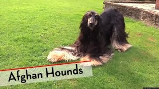 Afghan Hound  Bests of Breed [upl. by Eedyah]