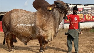 Biggest Bulls of Fibbi Cattle Farm cowmandi cattlemarketekarachi qurbanicollection [upl. by Inan]