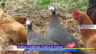 Gallineta o Gallina de Guinea [upl. by Lewendal]