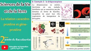 La relation caractèreprotéine et gèneprotéine [upl. by Nilyam352]