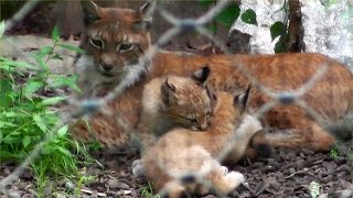 LuchsKinder Tierpark Hellabrunn [upl. by Nnylrahc]