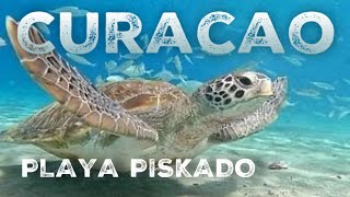 🇨🇼 Curacao Sea Turtles  Swimming with Sea Turtles  Playa Piskado Playa Grandi [upl. by Acila]