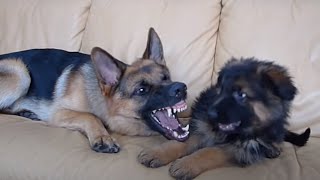 German Shepherd and Puppy Playing On Couch [upl. by Ahsihat458]