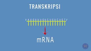 SINTESIS PROTEIN  TRANSKRIPSI [upl. by Vern]