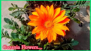 How to Collect Gazania Seeds [upl. by Ahsenav919]