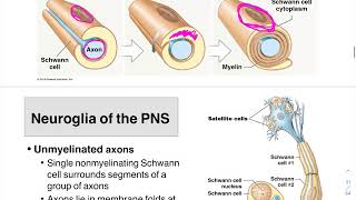 05 Neuroglia PNS and Myelin Formation [upl. by Falkner895]