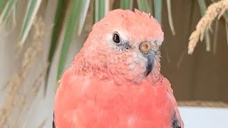 Rosey Bourke Parakeet imitating me😍 [upl. by Onailimixam]