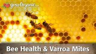 Bee Health amp Varroa Mites [upl. by Hatch]