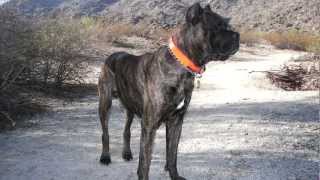 Cane Corso Dogs  Super Cute  Ancestors of the Roman Molosser [upl. by Valentia]