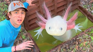 I Found Axolotls in a Sewer [upl. by Michelle]