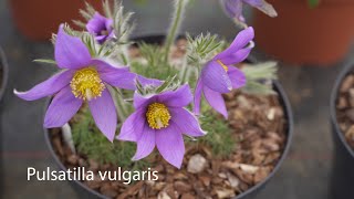 Pulsatilla vulgaris [upl. by Eyma]