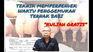 Teknik Penggemukan Ternak babi dalam waktu yang singkat [upl. by Tita]