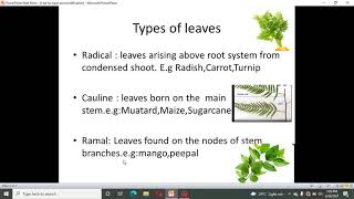 leaf its type and modificationsundew plantsramalcauline [upl. by Nnov86]