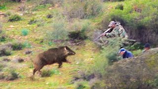 Chasse Sanglier au Maroc Wad rekel  Wild Boar Hunting 2024 Partie 16 [upl. by Aisak992]