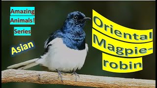 Oriental Magpierobin facts 🦜 Occurring across most of Indian subcontinent and Southeast Asia [upl. by Leifer]