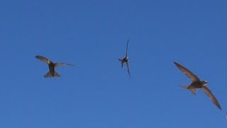 Pallid Swift and a few gulls  Portugal  Slow motion  Apus pallidus [upl. by Aneela409]