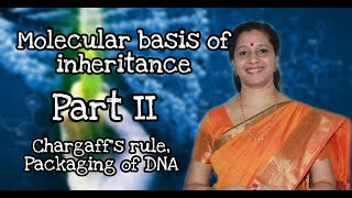 NEET Molecular Basis of Inheritance Part 2 Chargaffs rule DNA packaging [upl. by Ilah350]