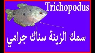 انواع سمك الزينة جرامي معلومات مع الصور من عائلة Trichopodus [upl. by Eisus325]