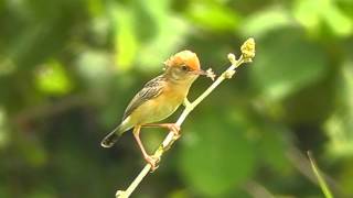 Brightheaded Cisticola  Birdwatching Thailand [upl. by Ahsied]