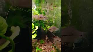 Trichopodus leeri Pearl Gourami  Maturing [upl. by Edette]