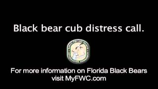 Black Bear Cub Distress Call [upl. by Llennej608]