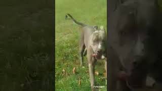 JAGDTRIEB BEI KATZEN WENN HUNDE ZU OPFERN WERDEN😎doglife hund pitbull nature staffy [upl. by Doxia]