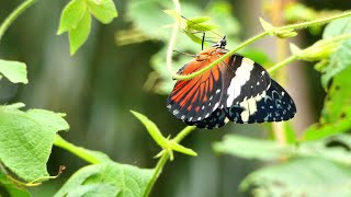 Red Cracker Hamadryas amphinome amphinome laying eggs French Guiana [upl. by Shanon]