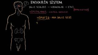 Endokrin Bezi ve Hormonlar Sağlık ve Tıp Endokrin Sistemi [upl. by Mcquillin]