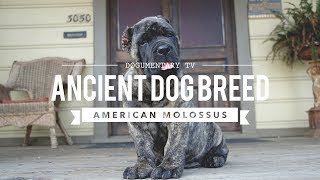 AMERICAN MOLOSSUS A RECREATION OF AN ANCIENT DOG BREED [upl. by Aynekal]